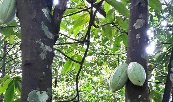 Botanická zahrada - kakaovník-min