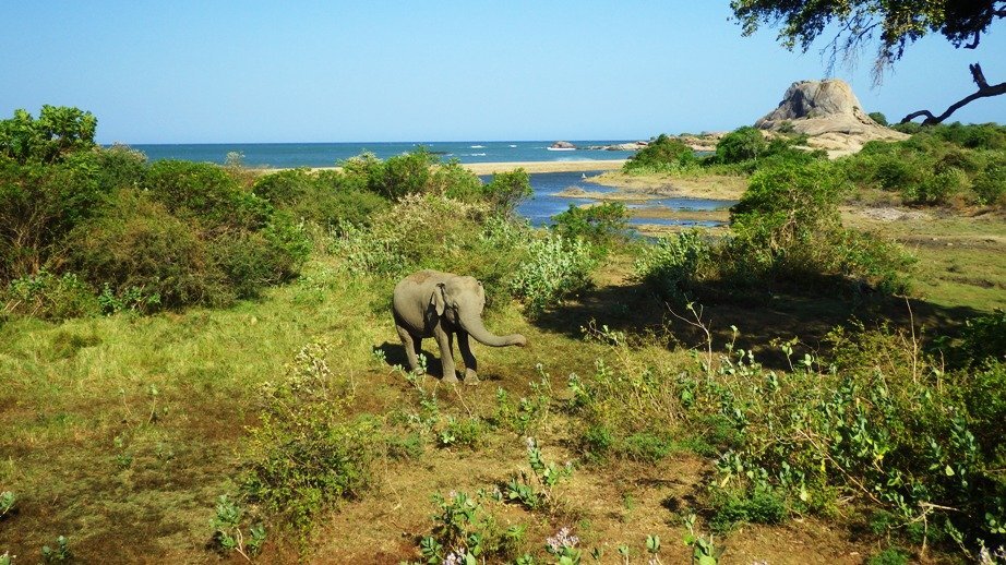 Yala národní park