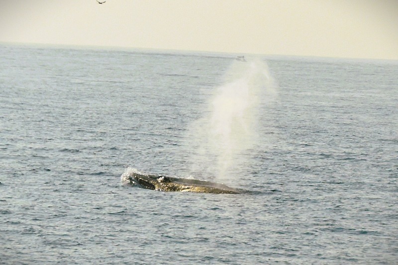 IMG-20250404-WA0123